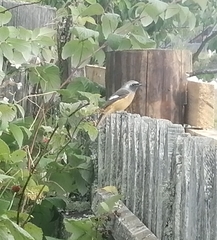 Phoenicurus auroreus