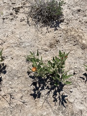 Hoffmannseggia glauca