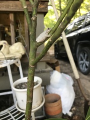 Hyla