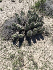 Hoffmannseggia glauca