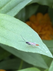 Dolichomitus irritator