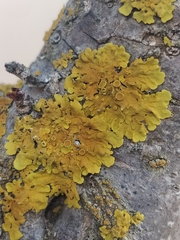Xanthoria