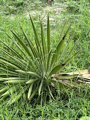 Yucca aloifolia