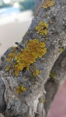 Xanthoria