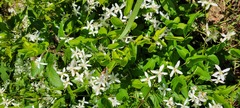 Clematis recta
