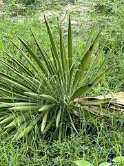 Yucca aloifolia