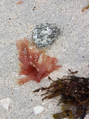 Chondrus crispus