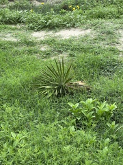 Yucca aloifolia
