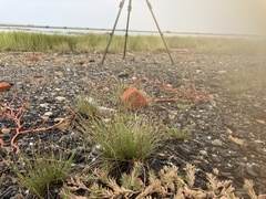 Fimbristylis polytrichoides