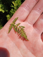 Athyrium americanum