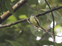 Myiopagis gaimardii