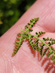 Athyrium americanum