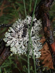Hypogymnia physodes