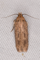 Platyedra subcinerea