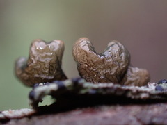 Hypogymnia physodes