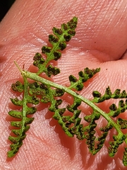 Athyrium americanum