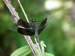 Erythrodiplax funerea