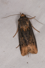 Agrotis ipsilon