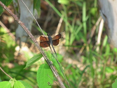 Erythrodiplax funerea