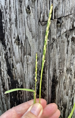 Stenotaphrum secundatum observed 2022-08-12