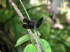 Erythrodiplax funerea