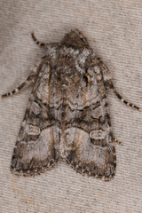 Lacinipolia