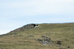 Phalacrocorax varius varius