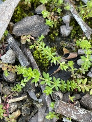 Galium murale