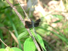 Erythrodiplax funerea