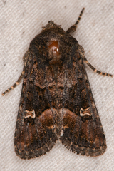 Lacinipolia