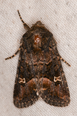 Lacinipolia