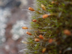 Grimmiaceae