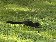 Sciurus carolinensis