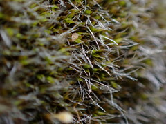 Grimmiaceae