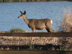 Odocoileus hemionus hemionus
