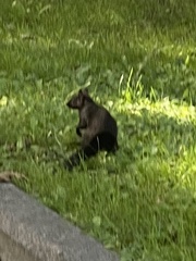 Sciurus carolinensis