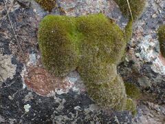 Grimmiaceae