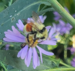 Bombus huntii