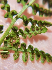 Athyrium americanum
