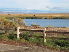 Odocoileus hemionus hemionus