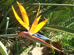 Strelitzia reginae reginae