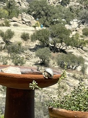 Ammospermophilus leucurus