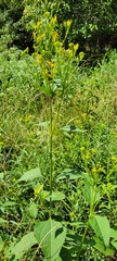 Verbesina occidentalis