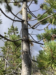 Arceuthobium americanum