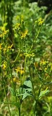 Verbesina occidentalis