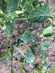 Solanum americanum