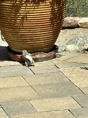 Ammospermophilus leucurus