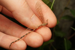 Clathroneuria schwarzi