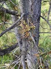 Arceuthobium americanum