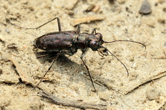 Cicindela punctulata
